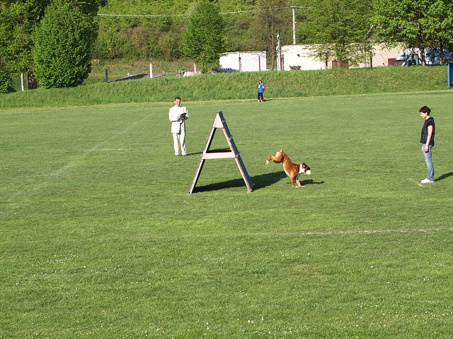 www.atibox.net * www.euroboxer.eu * www.boxergenealogia.eu